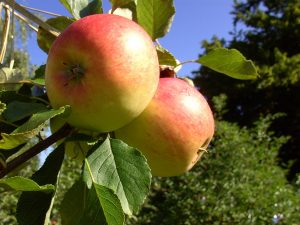 Äpfel im Baum Jakob Fischer
