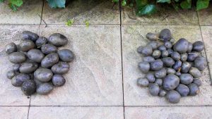 Blue Congo mini und große Saatkartoffeln Vergleich 1a