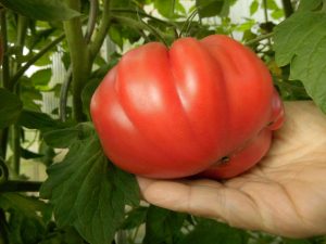 Eigenes Obst und Gemüse - Tomaten - Selbstversorger