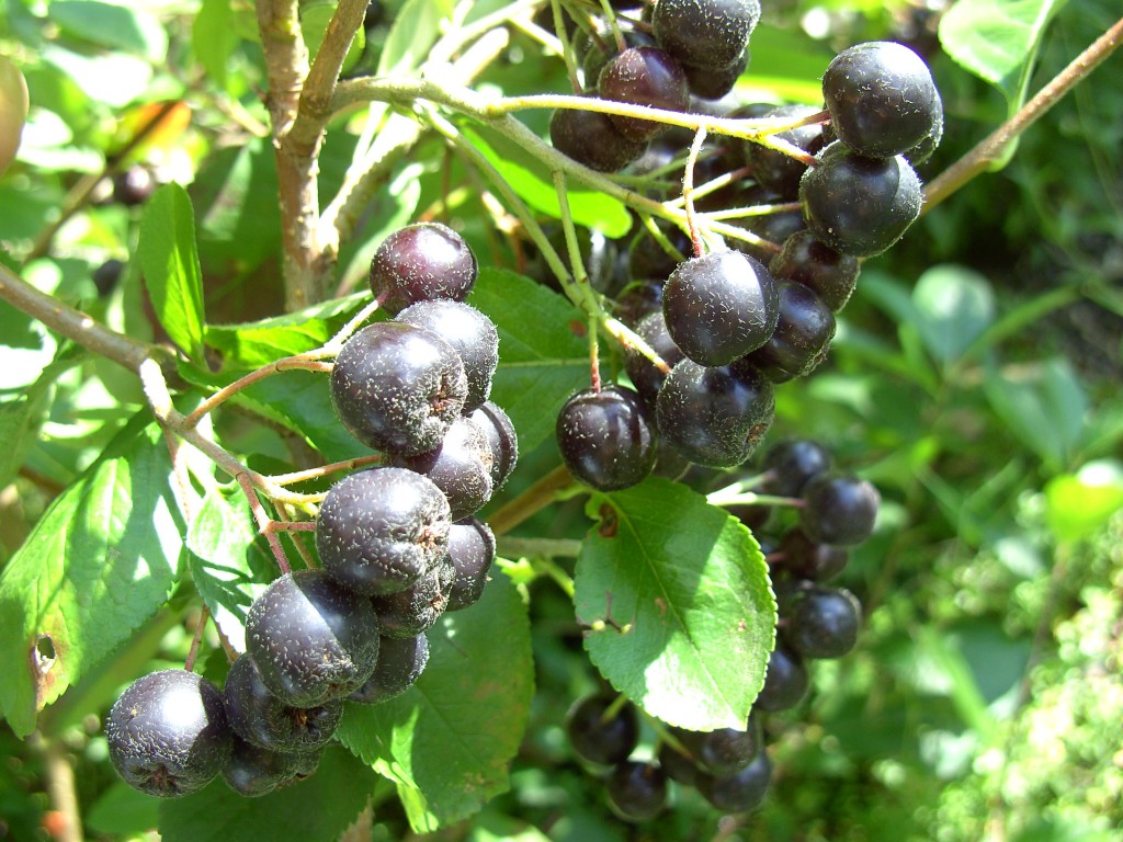 Video Aronia selber anbauen und vermehren Neues vom Landei
